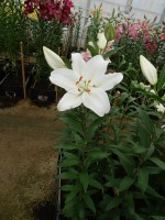 [4373 Snow Patro ST No01.JPG]